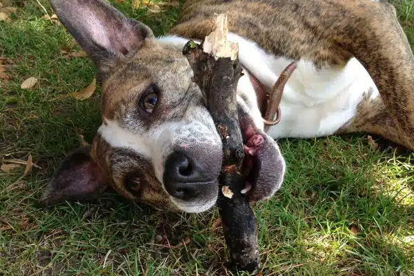 Les activités à faire avec son Staffie