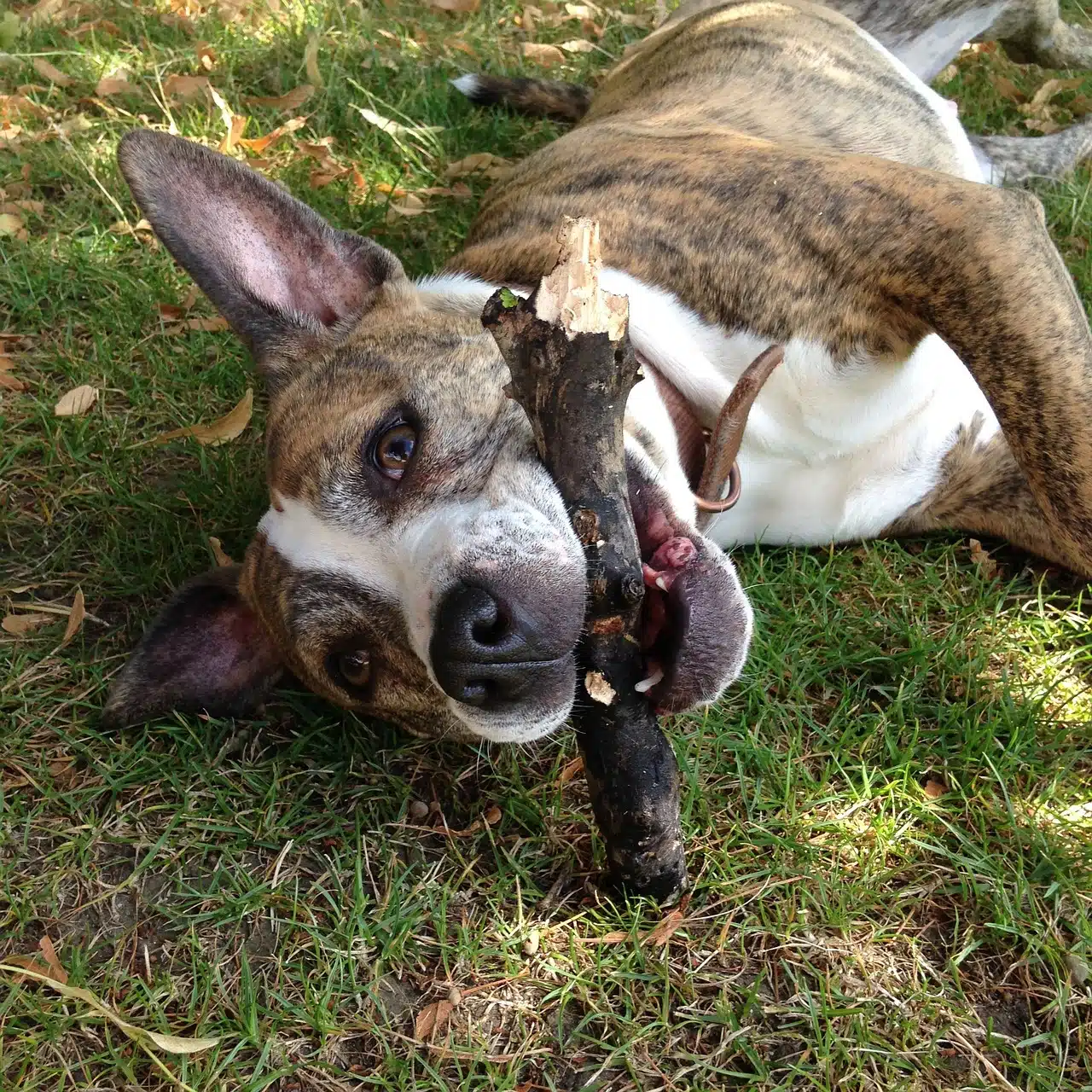 Les activités à faire avec son Staffie