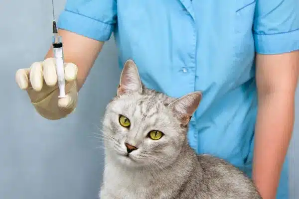 Vacciner son chat : un geste responsable pour prévenir les maladies