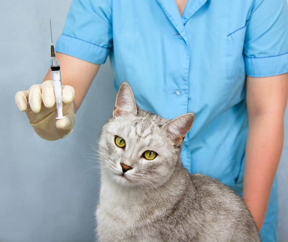 Vacciner son chat : un geste responsable pour prévenir les maladies