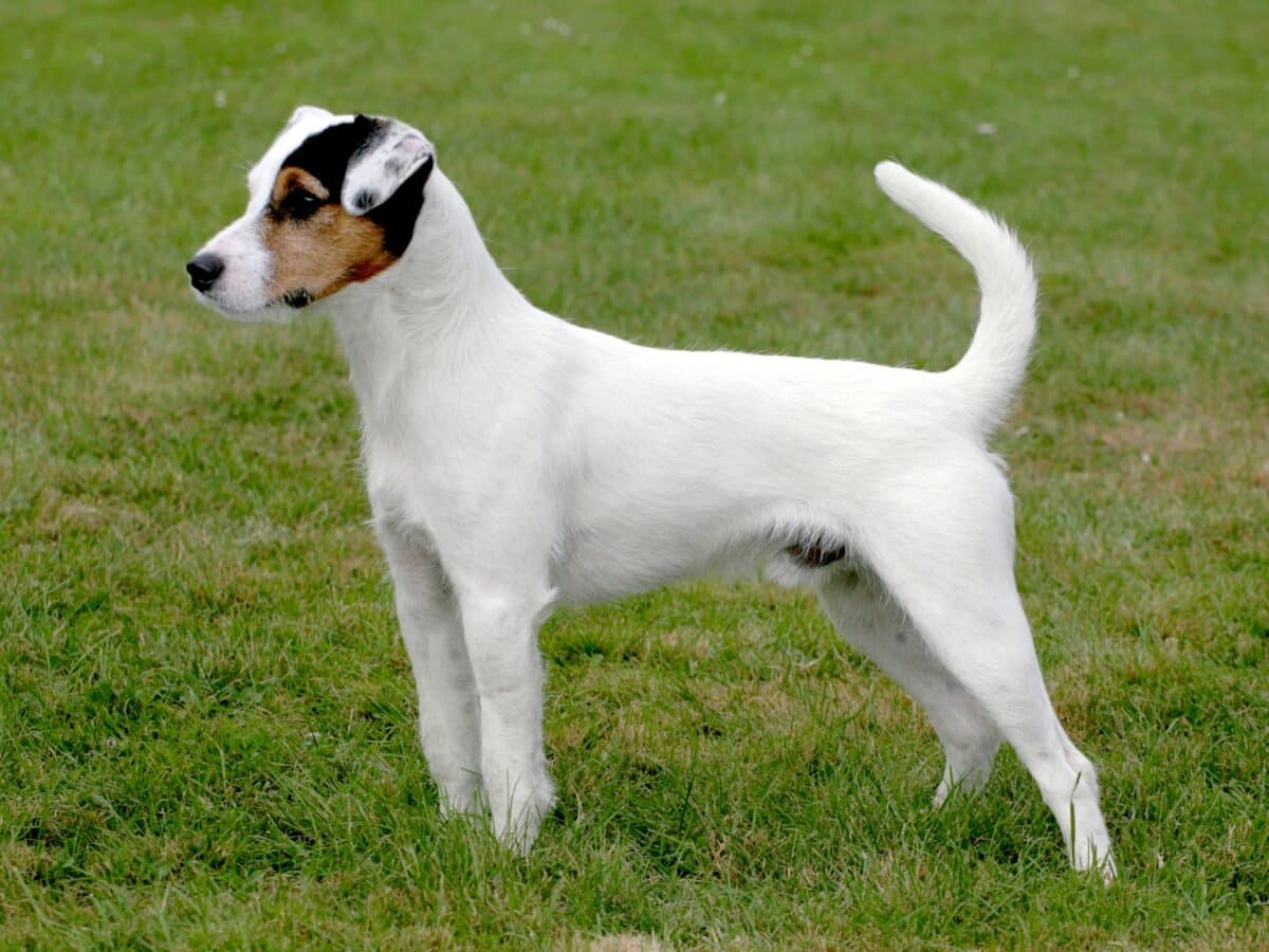 Jack Russel vs Parson Russel : Comparaison et différences