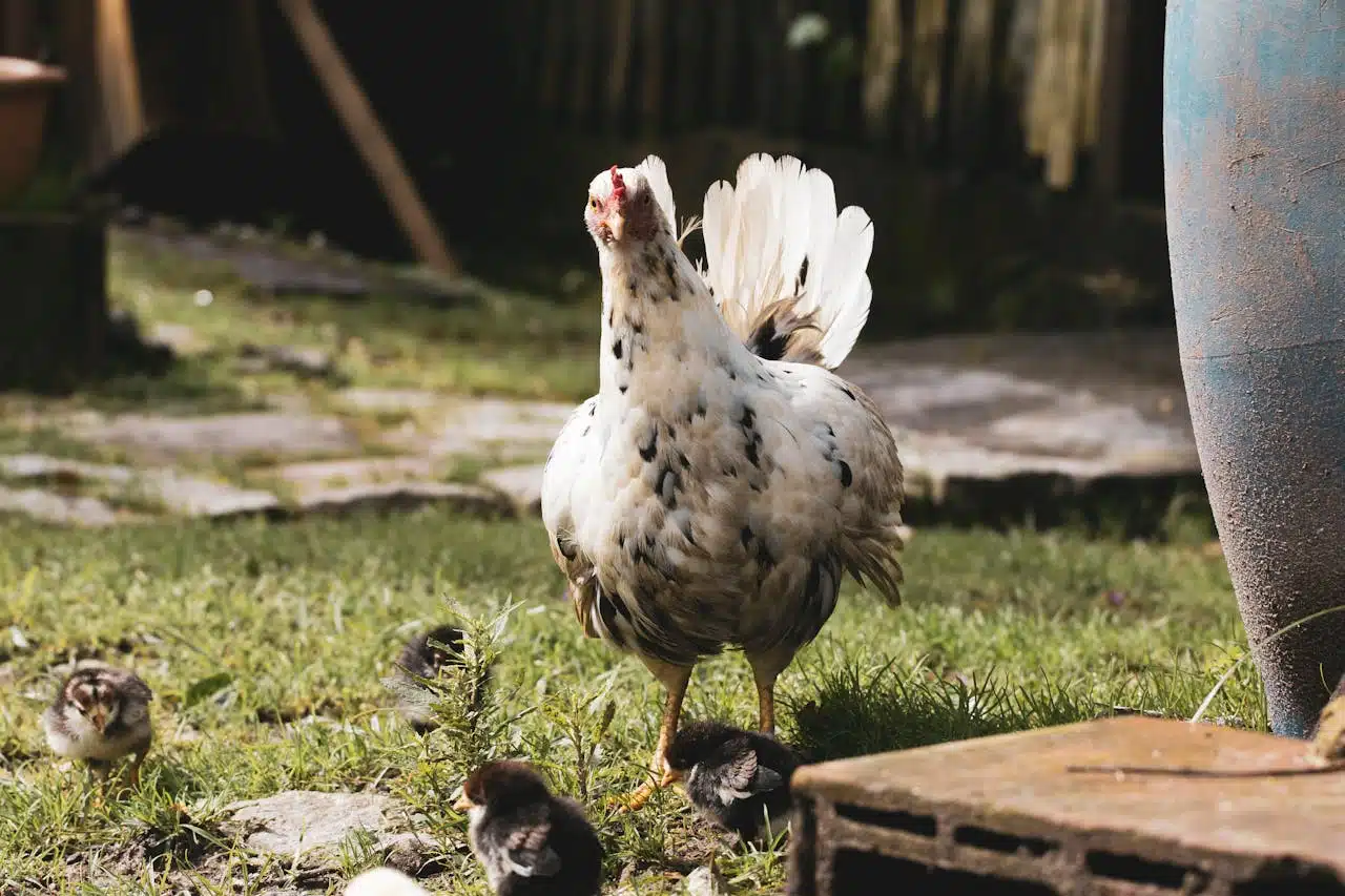 Longévité des poules tout ce que vous devez savoir sur la durée de vie d