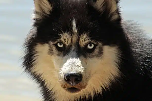 Comment apprivoiser un chien moche