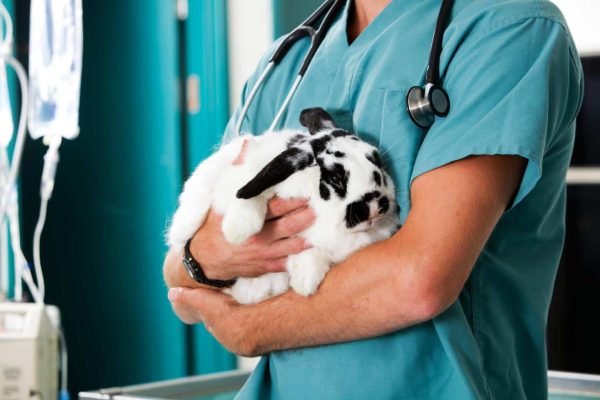 Quels sont les avantages du métier de vétérinaire ?