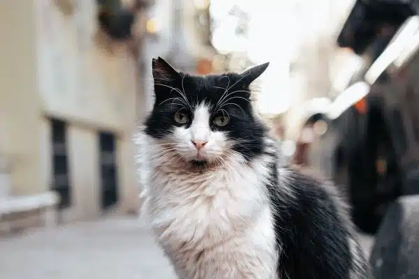 Les meilleures raisons d’adopter un chat et transformer votre vie