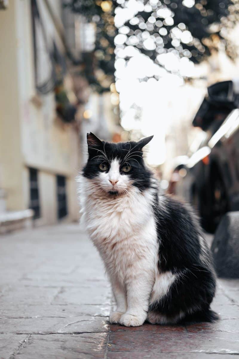 Les meilleures raisons d’adopter un chat et transformer votre vie