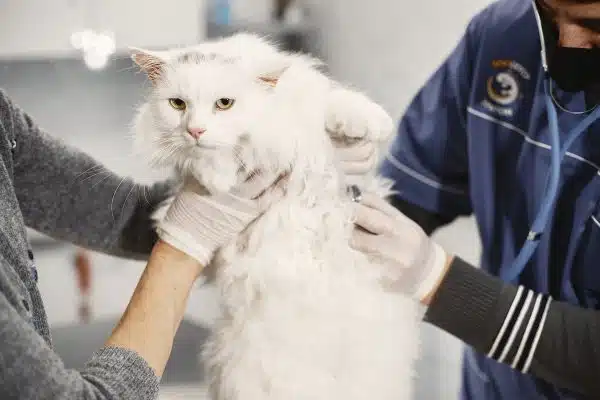 Maladies chez le chat : prévention et traitement des troubles fréquents