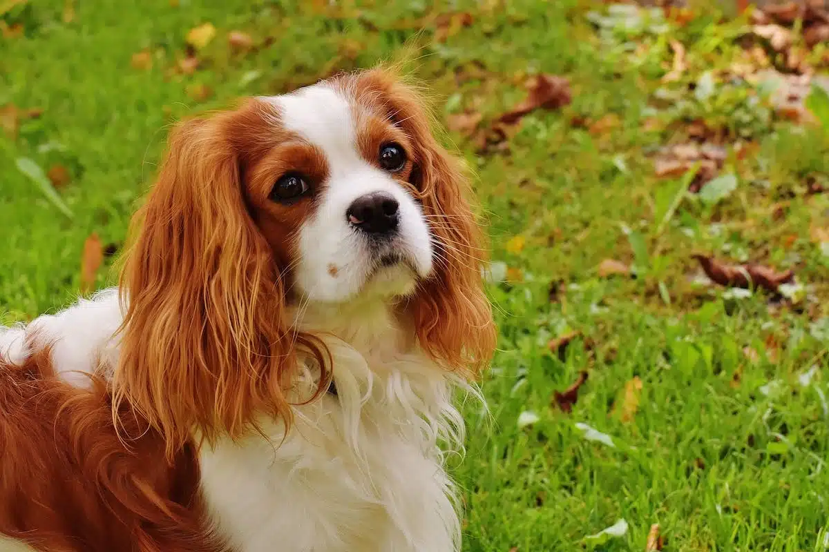 Découvrez les races de chiens les plus en vogue cette année
