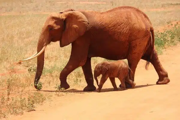 Protéger la faune sauvage : les enjeux majeurs auxquels nous faisons face