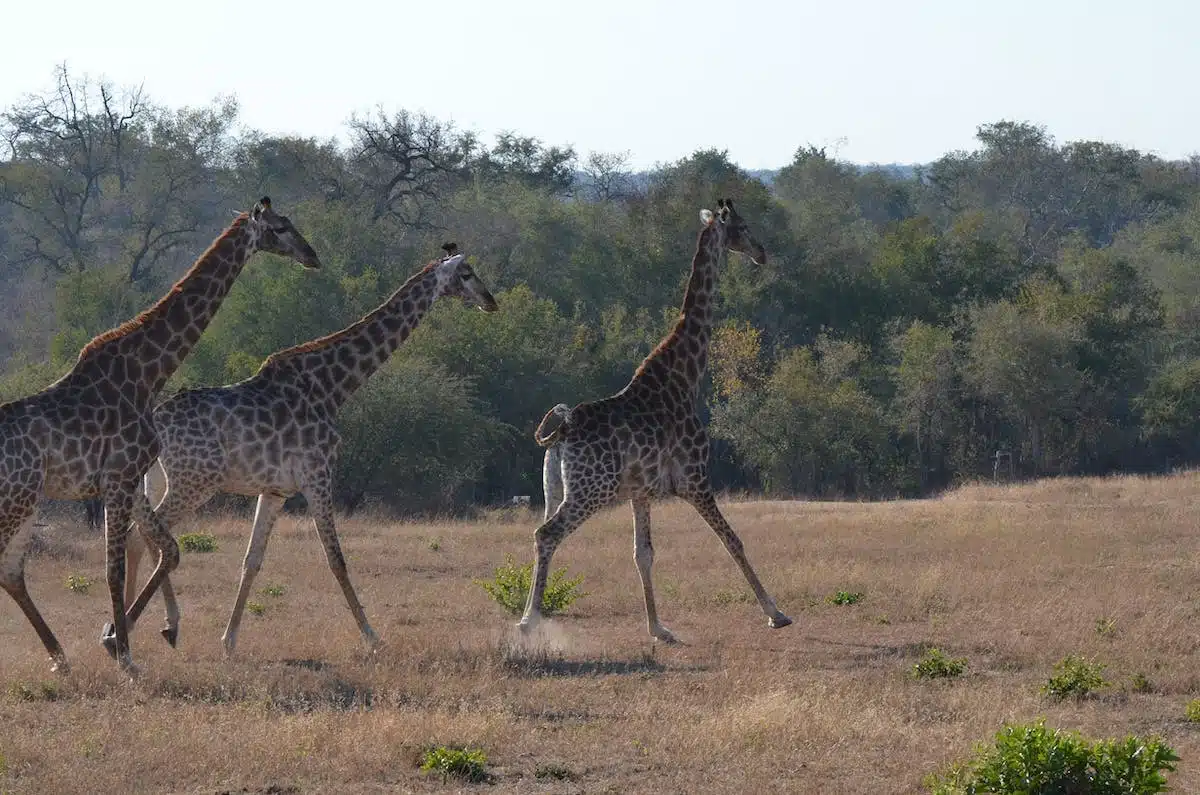 faune sauvage