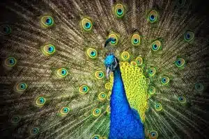 La symbiose entre les animaux et les cultures du monde