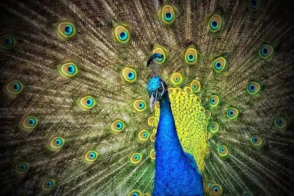 La symbiose entre les animaux et les cultures du monde