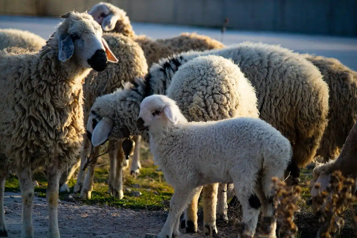 animaux cultures