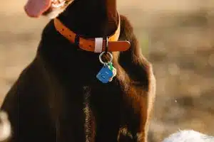 Les accessoires incontournables pour prendre soin de votre chien
