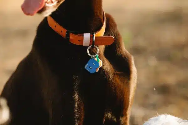 Les accessoires incontournables pour prendre soin de votre chien