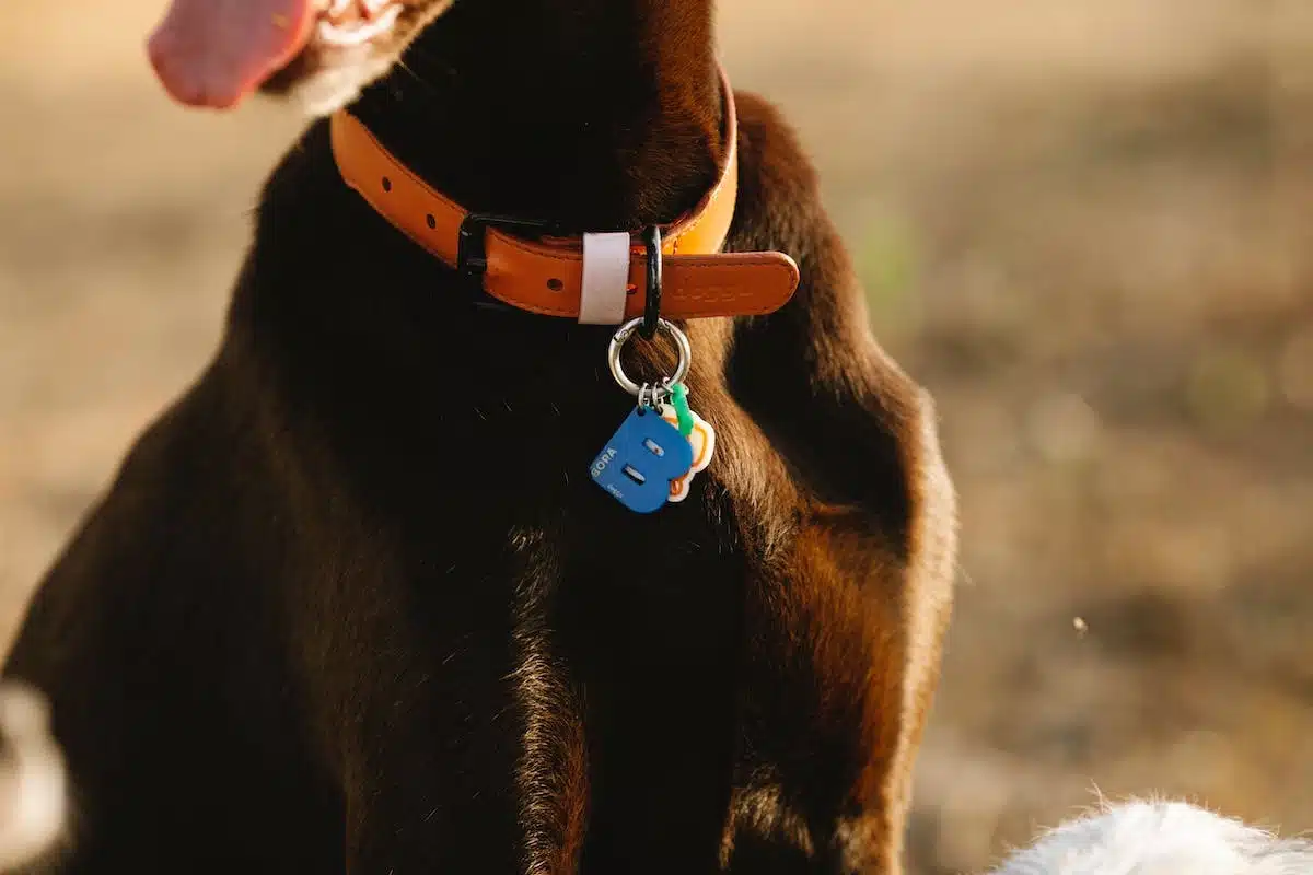 Les accessoires incontournables pour prendre soin de votre chien