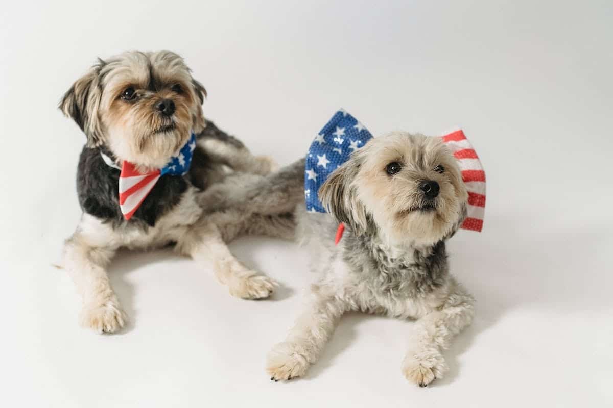 chien accessoires
