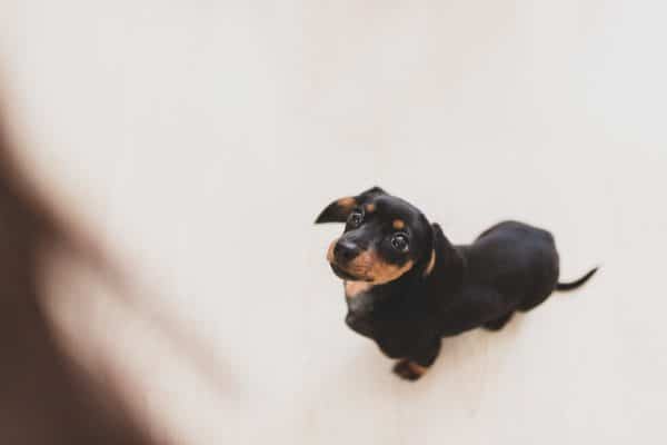 Les avancées législatives et les initiatives pour protéger les animaux en France