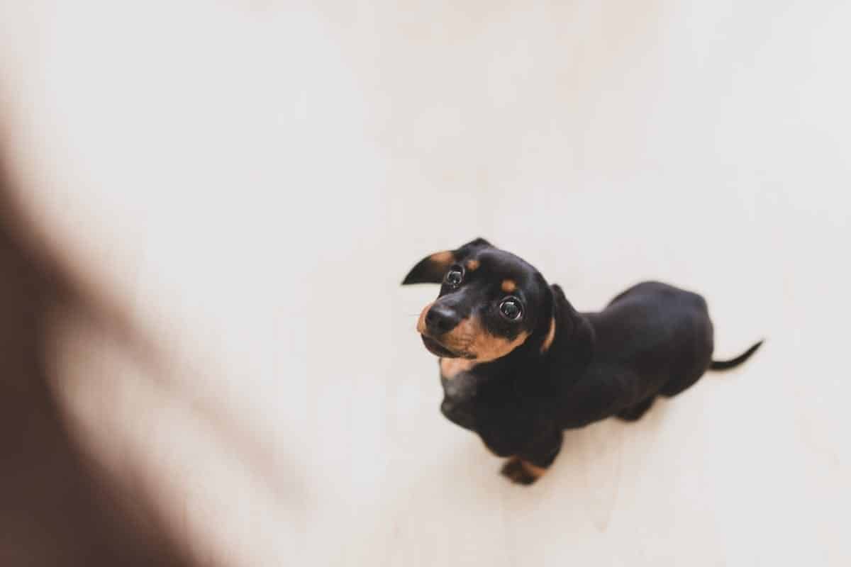 Les avancées législatives et les initiatives pour protéger les animaux en France