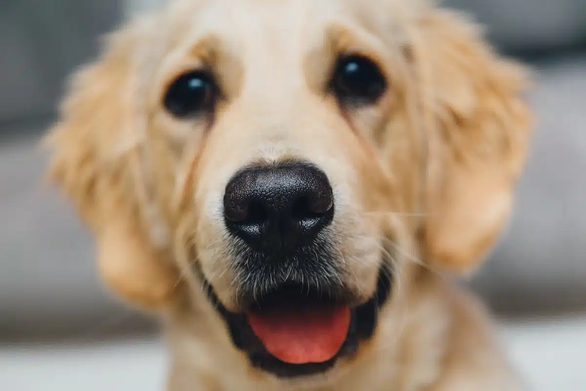 Exploration des particularités des races de chiens pour mieux comprendre leur personnalité