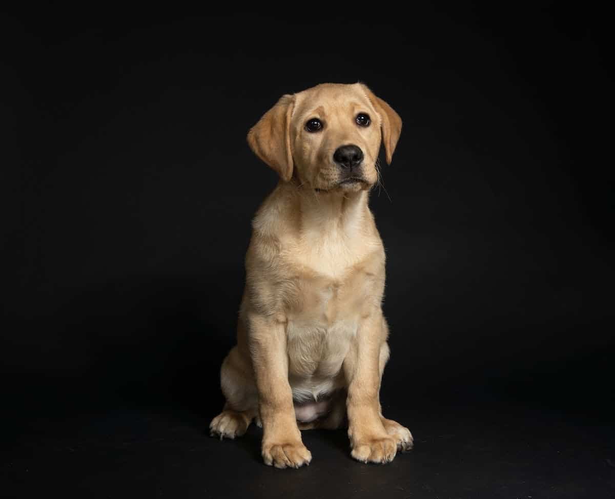 chiens  personnalité