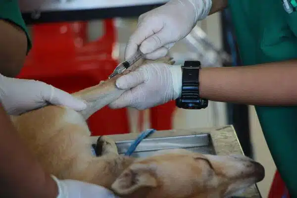Guide complet pour préparer la chirurgie de votre animal de compagnie et assurer une récupération réussie