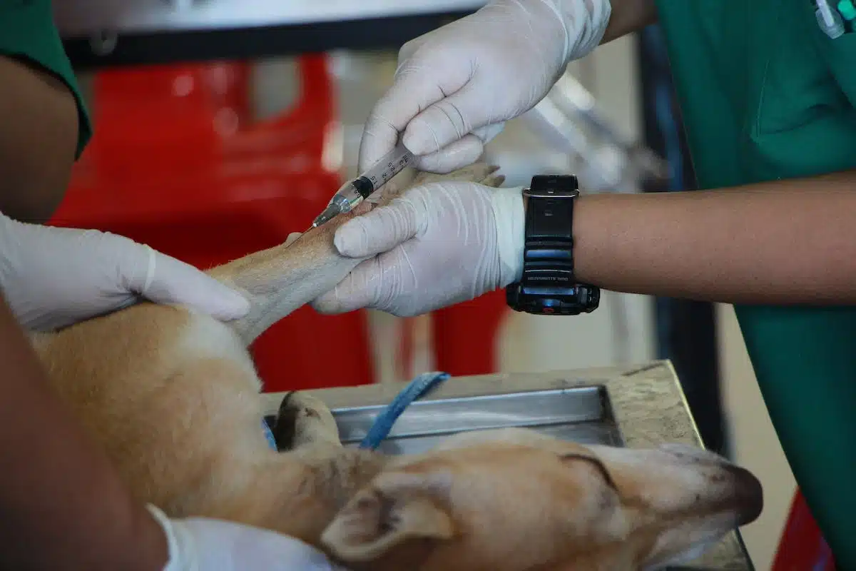 Guide complet pour préparer la chirurgie de votre animal de compagnie et assurer une récupération réussie