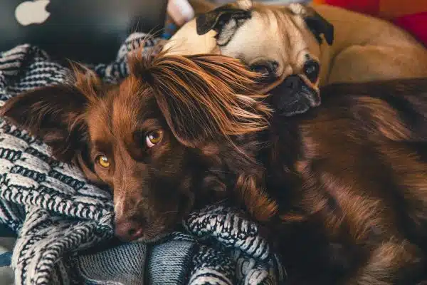 Conseils pour sélectionner l’alimentation idéale pour votre chien
