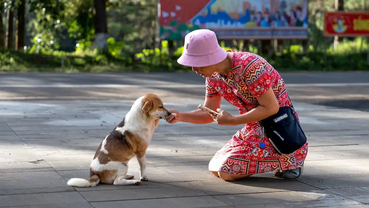 chien alimentation