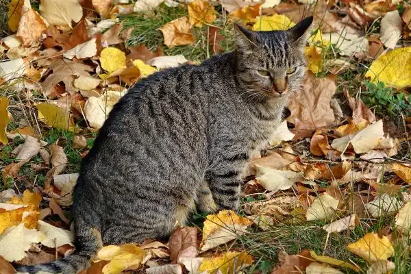 Sélectionner la litière idéale pour votre chat : types et conseils pour un choix éclairé