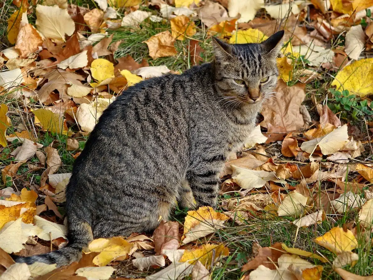 Sélectionner la litière idéale pour votre chat : types et conseils pour un choix éclairé