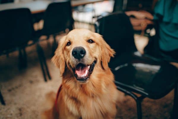 Rendre votre maison plus accueillante pour votre animal de compagnie : astuces incontournables