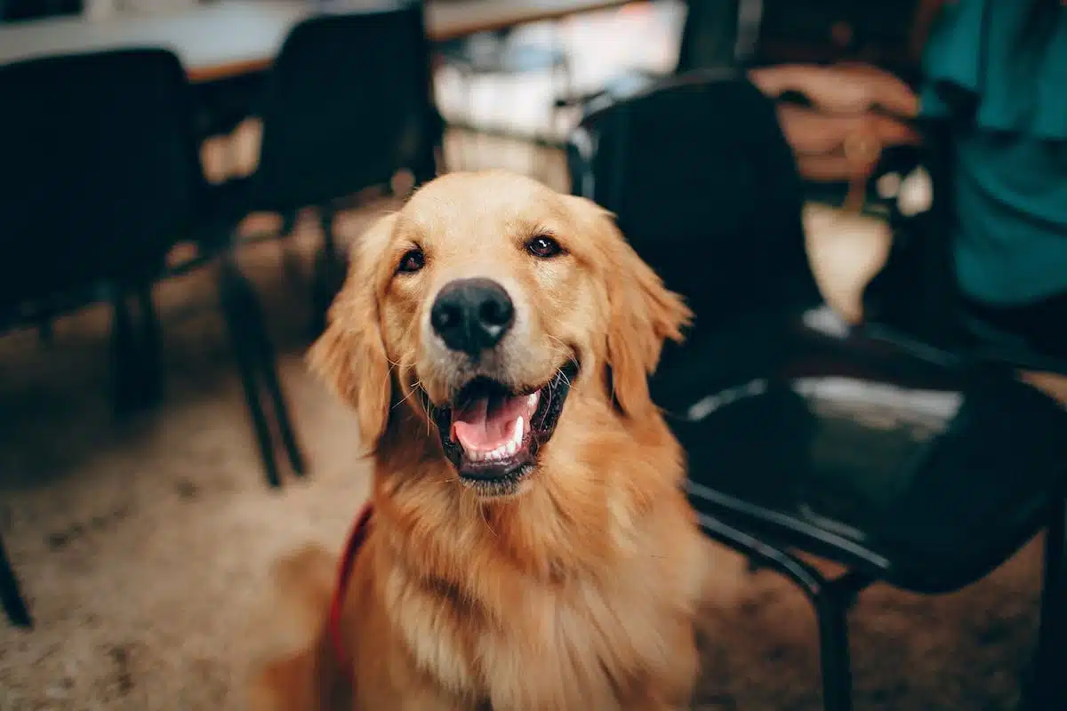 Rendre votre maison plus accueillante pour votre animal de compagnie : astuces incontournables