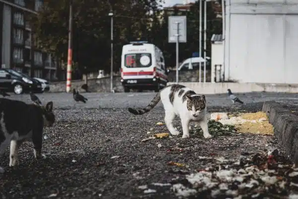 Les Risques Mortels pour les Chats Errants à l’Extérieur de la Maison