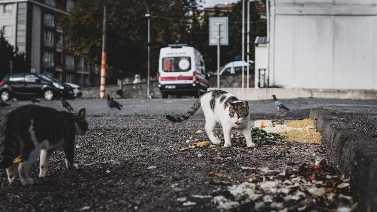Les Risques Mortels pour les Chats Errants à l’Extérieur de la Maison