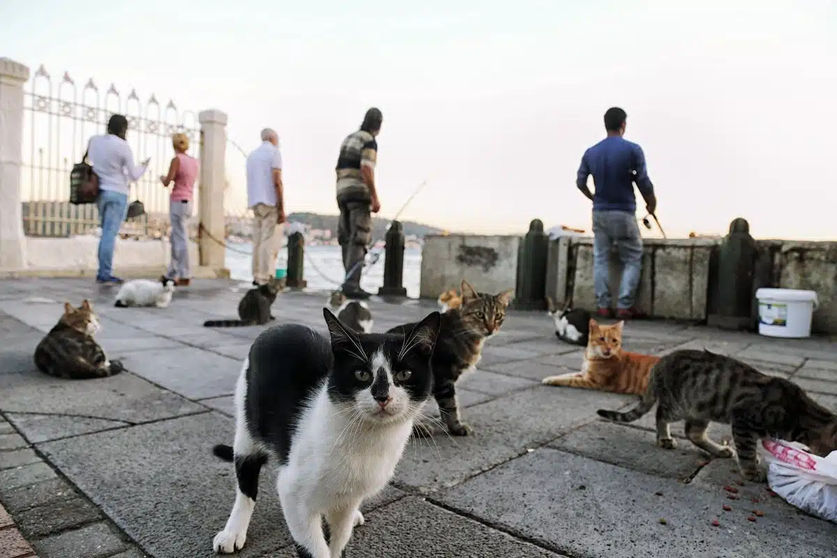 chats errants