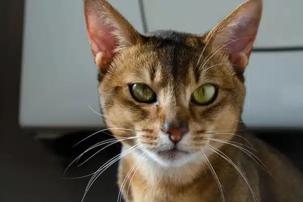 Découvrez les différences de personnalité et de physiologie entre les diverses races de chats