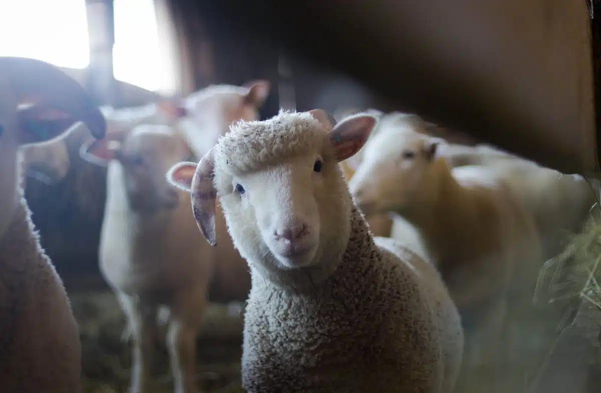Les avancées scientifiques révélant de fascinants aspects sur le monde animal