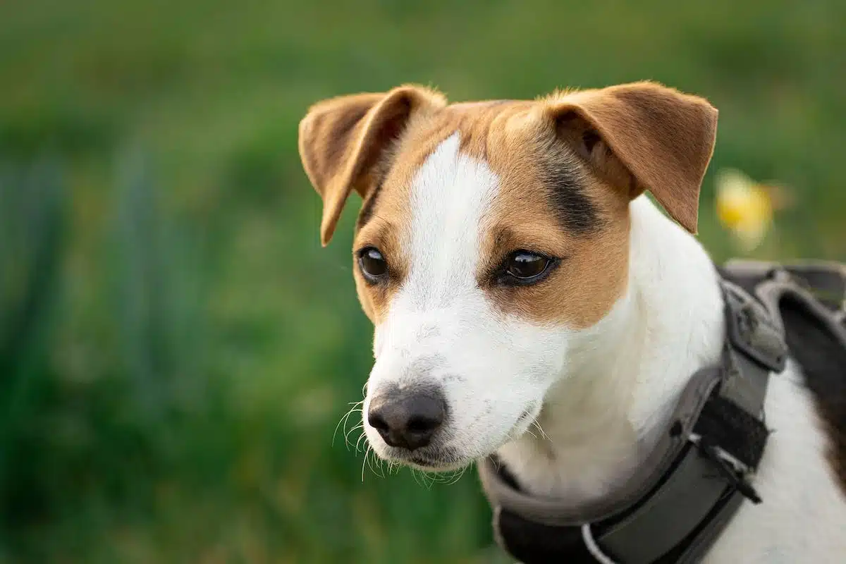 Des idées d’activités amusantes pour renforcer la complicité avec votre animal de compagnie