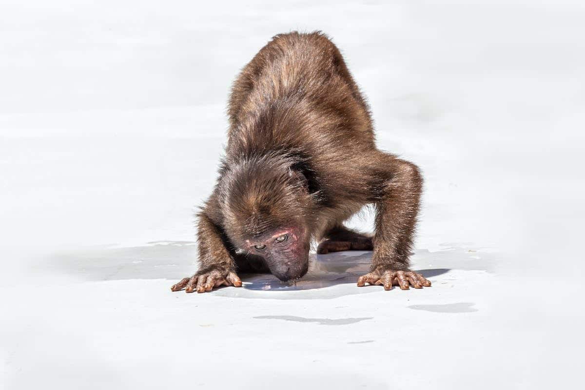 animal  complicité