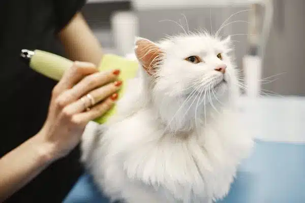Prendre soin de la fourrure et des griffes de son chat : nos conseils pour un toilettage efficace !