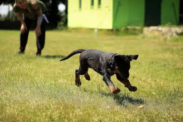 Éducation canine réussie : conseils essentiels pour bien dresser son chien