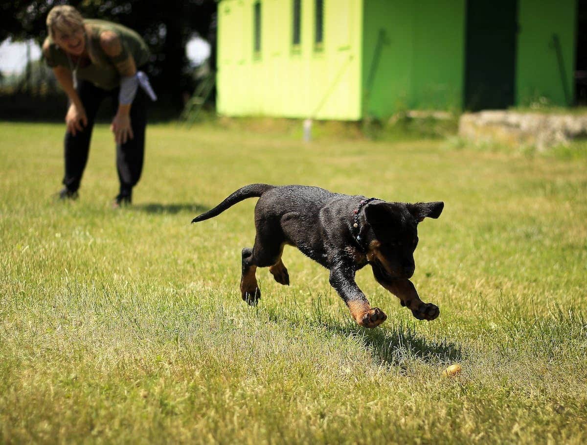 Éducation canine réussie : conseils essentiels pour bien dresser son chien