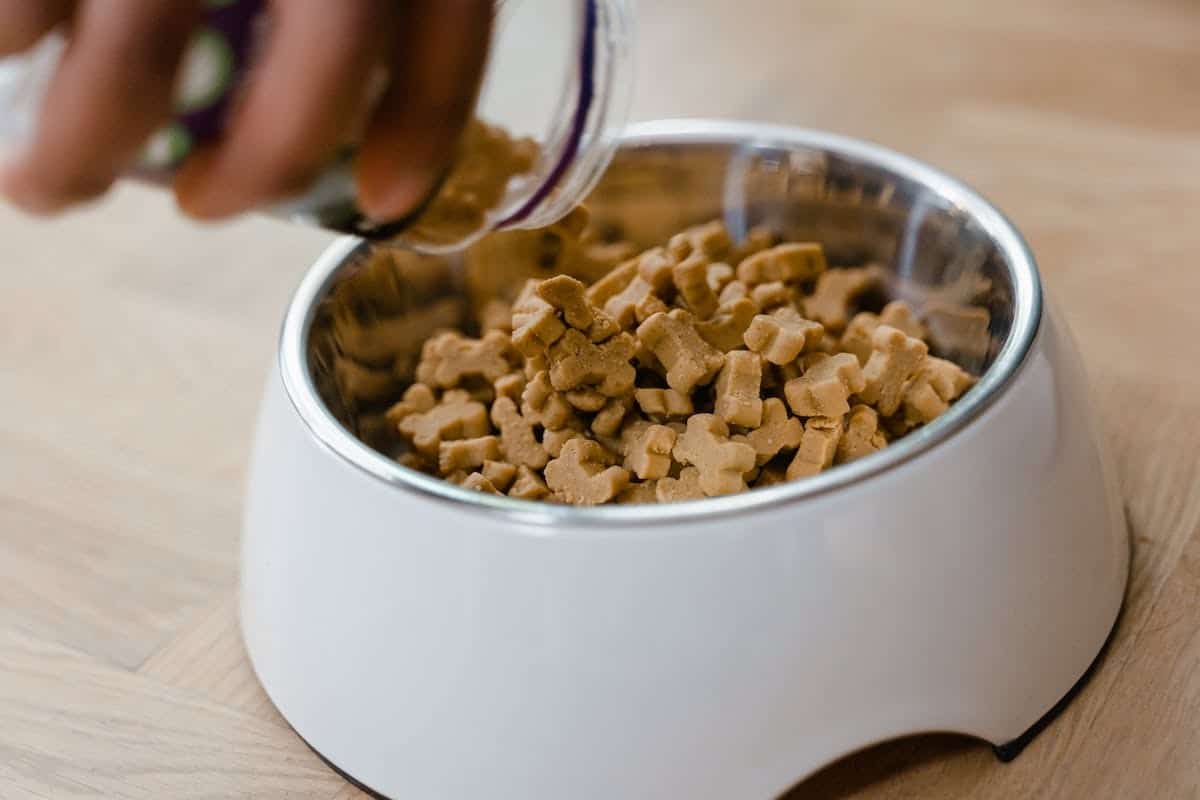 Quelle est la nourriture idéale pour nourrir votre chien?
