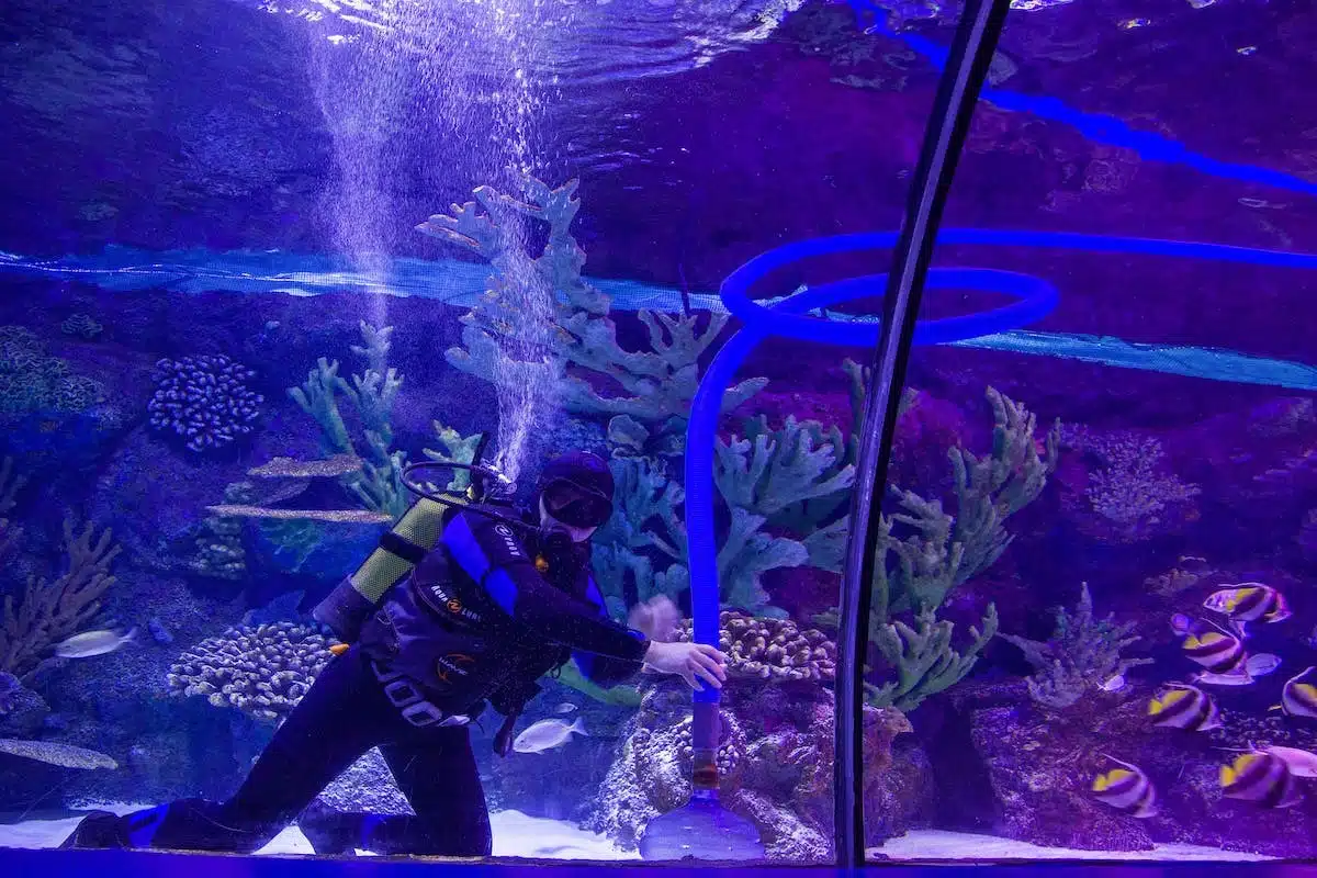Les meilleures pratiques pour entretenir efficacement votre aquarium
