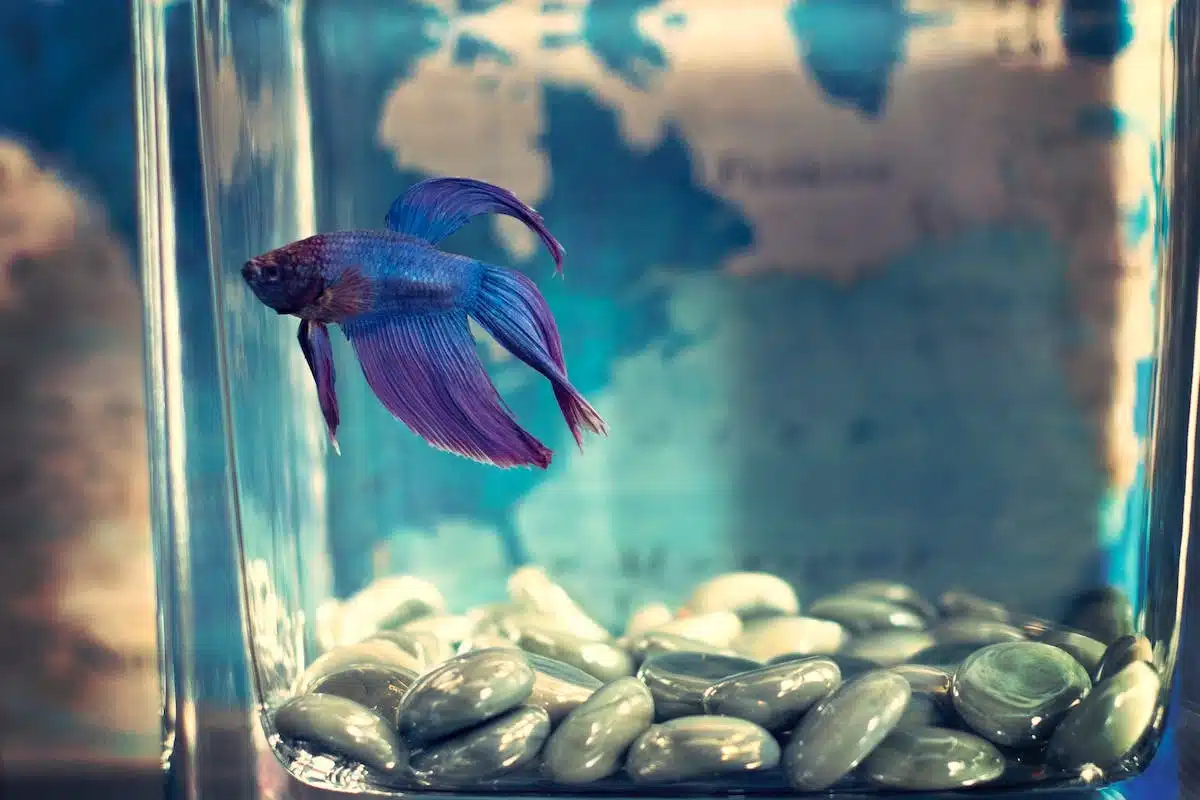 aquarium  entretien