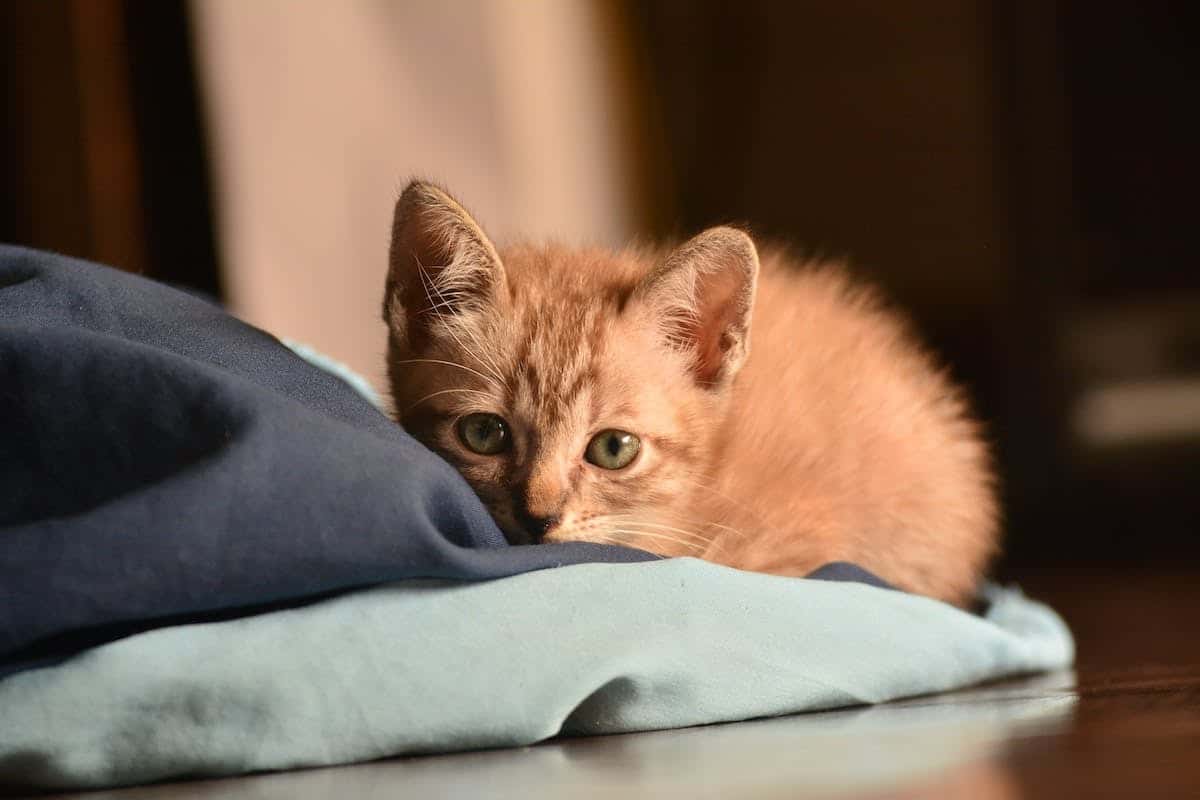 Les avantages d’adopter un chat comme compagnon à la maison