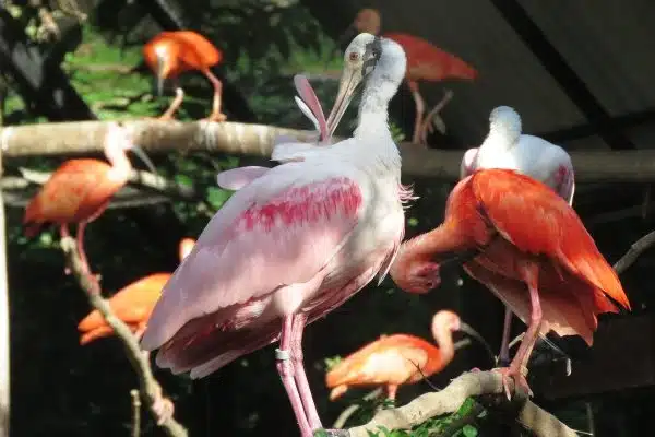 Guide complet sur les espèces d’oiseaux exotiques populaires : leurs besoins spécifiques et conseils pour en prendre soin