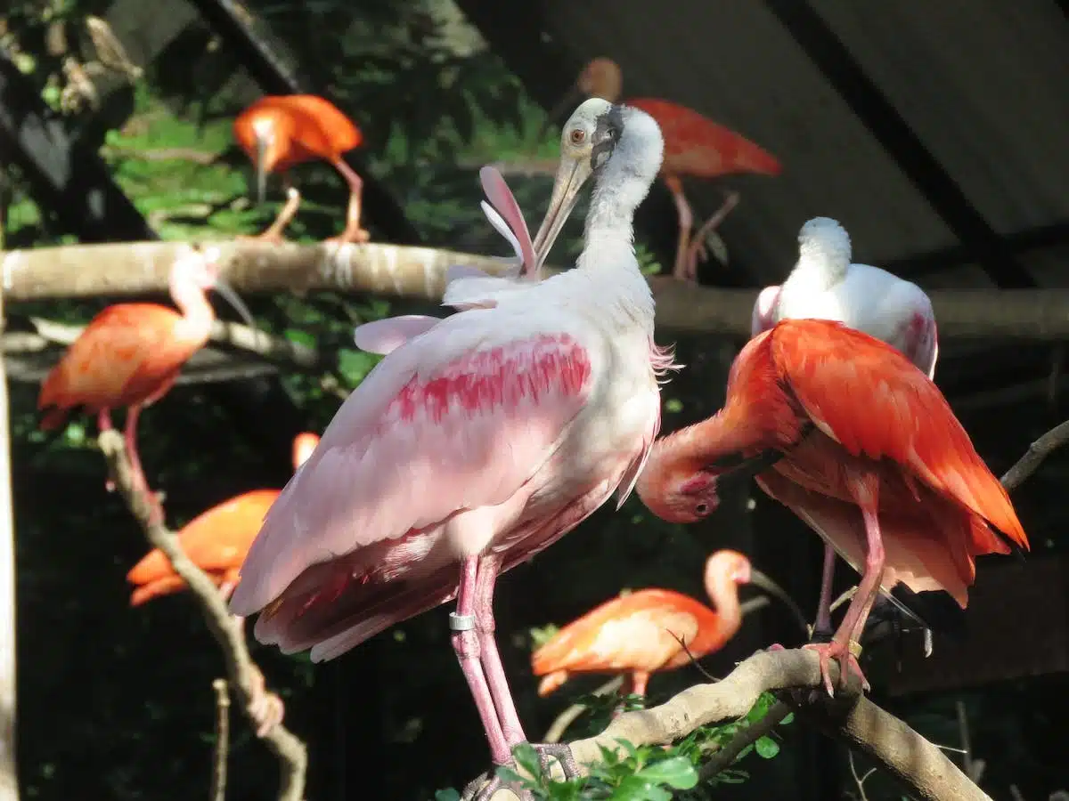 Guide complet sur les espèces d’oiseaux exotiques populaires : leurs besoins spécifiques et conseils pour en prendre soin