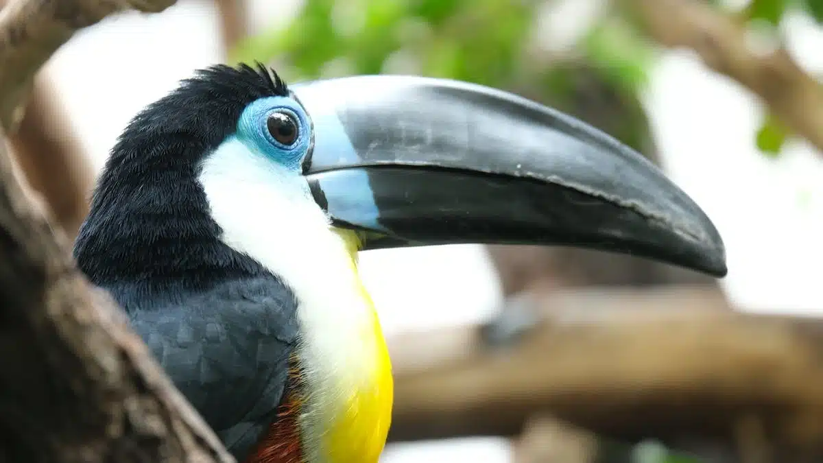 oiseaux exotiques